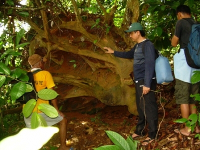 batulian roots